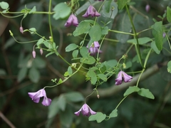 Clematis viticella