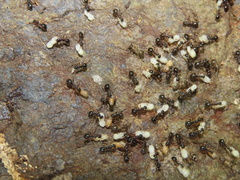 Formica neogagates