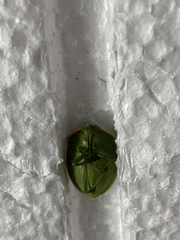 Chlorochroa persimilis