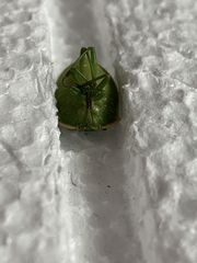 Chlorochroa persimilis