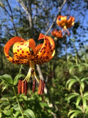 Lilium michauxii