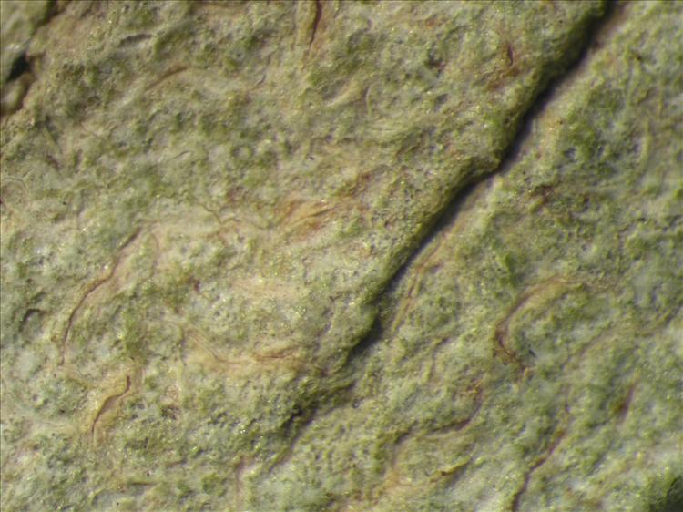 Fissurina nitidescens