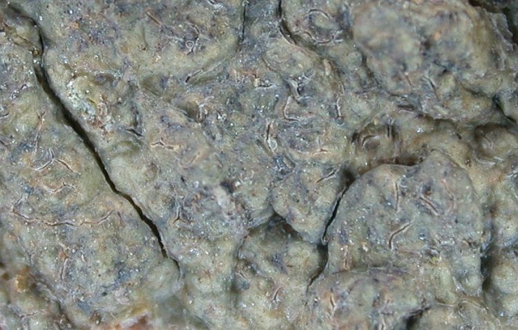 Fissurina incrustans