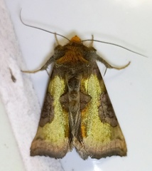 Diachrysia chrysitis