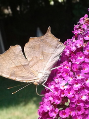 Polygonia interrogationis