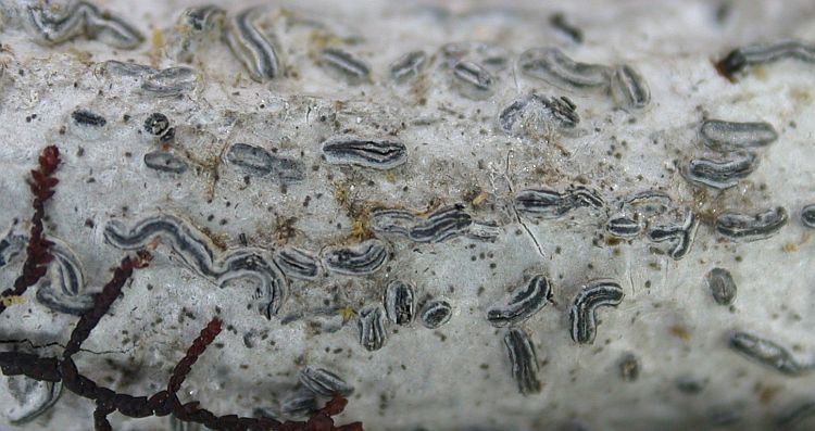 Allographa argentata