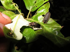 Atalantycha neglecta