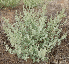 Chenopodium incanum