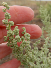 Chenopodium incanum