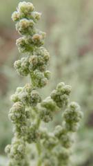 Chenopodium incanum