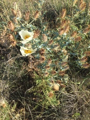 Argemone squarrosa squarrosa