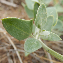 Chenopodium incanum