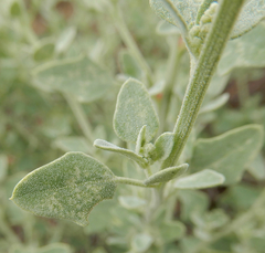 Chenopodium incanum