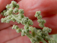 Chenopodium incanum