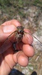 Diceroprocta viridifascia