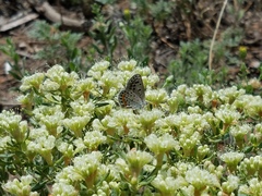 Euphilotes centralis