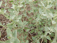 Chenopodium incanum