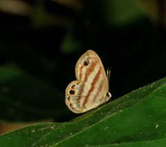 Euselasia euryone