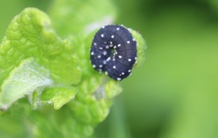 Athalia scutellariae