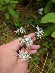 Sericocarpus linifolius