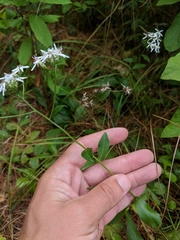 Sericocarpus linifolius