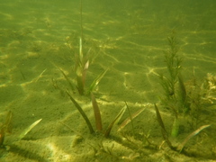 Vallisneria