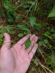 Sericocarpus linifolius