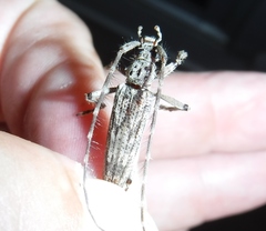 Elytrimitatrix undata