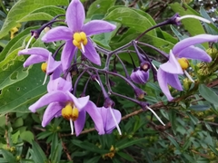 Solanum dulcamaroides
