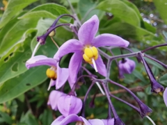 Solanum dulcamaroides