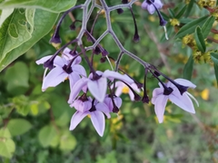 Solanum dulcamaroides