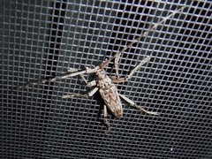 Elytrimitatrix undata
