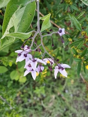 Solanum dulcamaroides