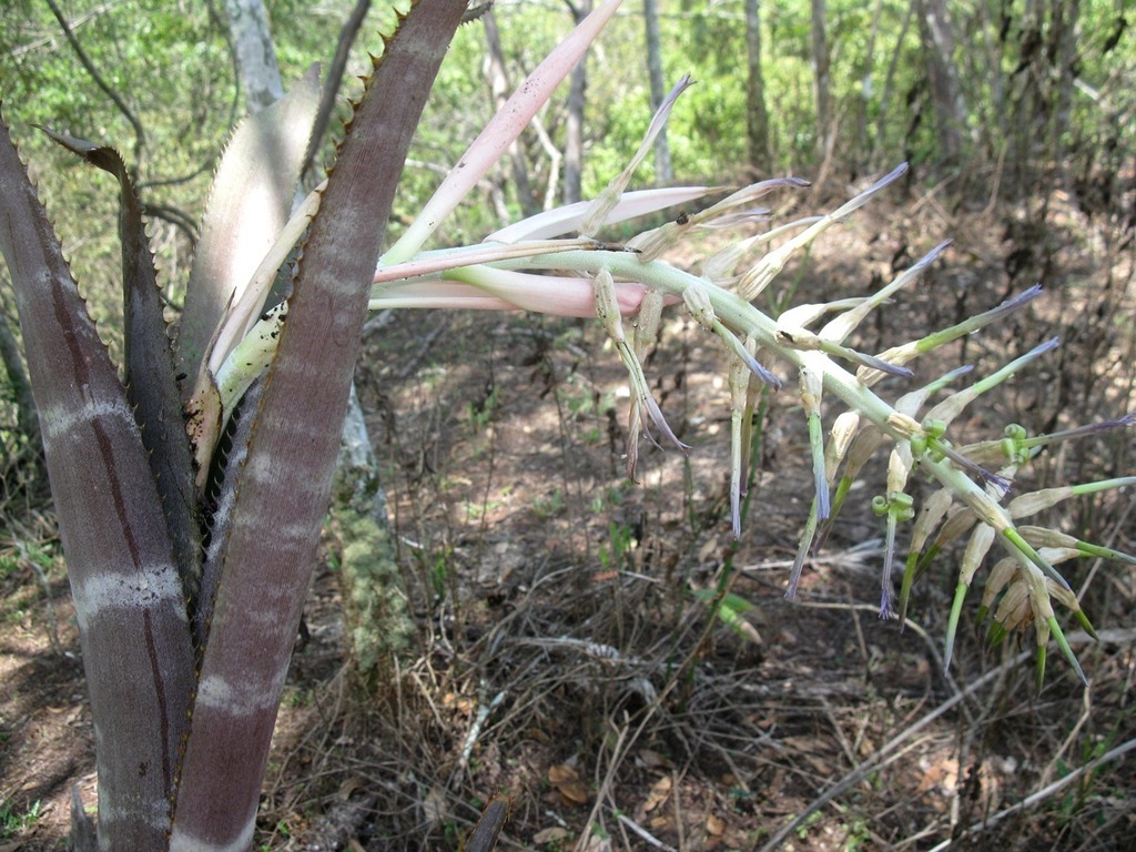 Billbergia pallidiflora