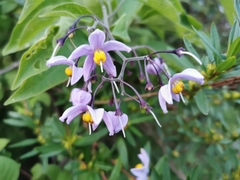 Solanum dulcamaroides