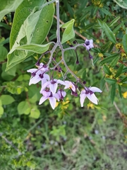 Solanum dulcamaroides