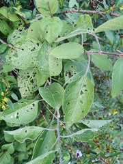 Solanum dulcamaroides