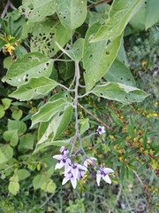 Solanum dulcamaroides