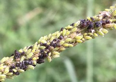 Cavariella theobaldi