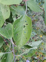Solanum dulcamaroides