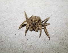 Caerostris sexcuspidata