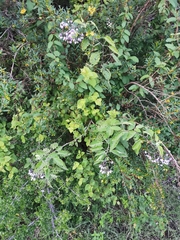 Solanum dulcamaroides