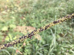 Cavariella theobaldi