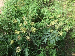 Cavariella theobaldi