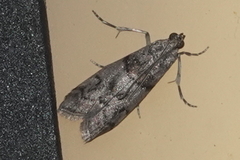 Promylea lunigerella