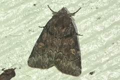 Cosmia praeacuta