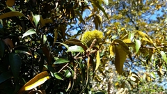 Chrysolepis chrysophylla minor