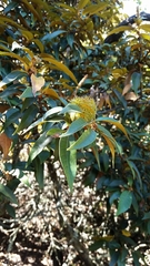 Chrysolepis chrysophylla minor