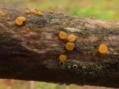 Dacrymyces variisporus