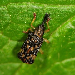 Sumitrosis inaequalis